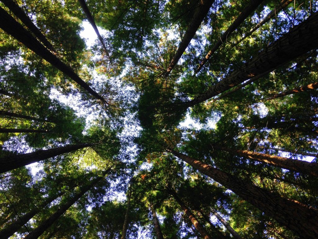 Forêt et patrimoine forestier : un investissement recherché pour transmettre et valoriser son patrimoine