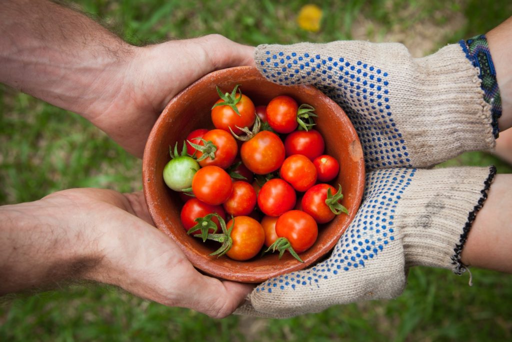 Travailler en couple sur une exploitation agricole : quel statut choisir ?