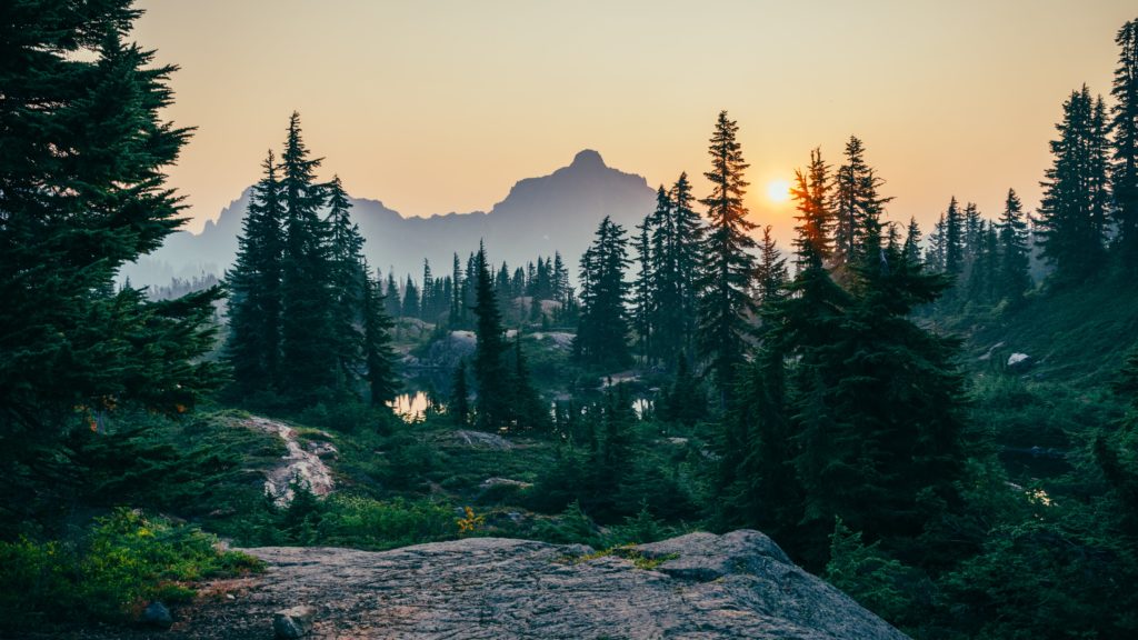 Comment acheter ou vendre une forêt ?
