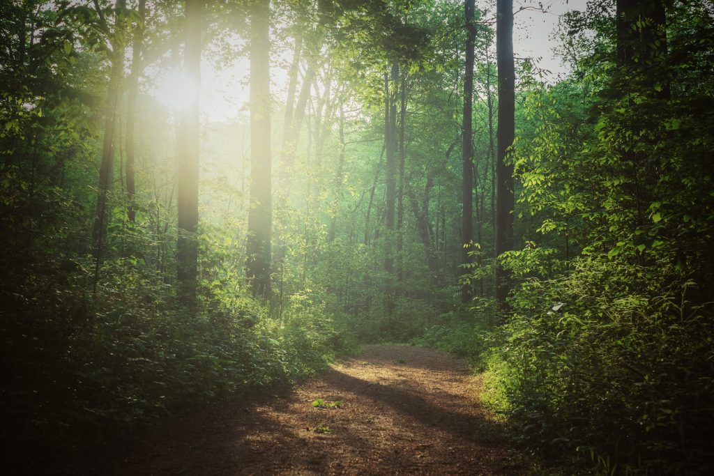Achat, vente et fiscalité d&rsquo;une forêt